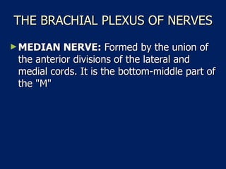 THE BRACHIAL PLEXUS OF NERVES MEDIAN NERVE:  Formed by the union of the anterior divisions of the lateral and medial cords. It is the bottom-middle part of the "M"  