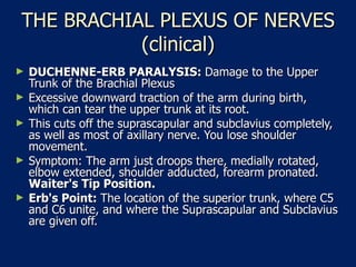 THE BRACHIAL PLEXUS OF NERVES (clinical) DUCHENNE-ERB PARALYSIS:  Damage to the Upper Trunk of the Brachial Plexus  Excessive downward traction of the arm during birth, which can tear the upper trunk at its root.  This cuts off the suprascapular and subclavius completely, as well as most of axillary nerve. You lose shoulder movement.  Symptom: The arm just droops there, medially rotated, elbow extended, shoulder adducted, forearm pronated.  Waiter's Tip Position.   Erb's Point:  The location of the superior trunk, where C5 and C6 unite, and where the Suprascapular and Subclavius are given off.  