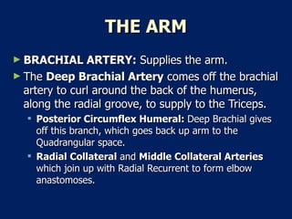 THE ARM BRACHIAL ARTERY:  Supplies the arm.  The  Deep Brachial Artery  comes off the brachial artery to curl around the back of the humerus, along the radial groove, to supply to the Triceps.  Posterior Circumflex Humeral:  Deep Brachial gives off this branch, which goes back up arm to the Quadrangular space.  Radial Collateral  and  Middle Collateral Arteries  which join up with Radial Recurrent to form elbow anastomoses.  