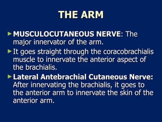THE ARM MUSCULOCUTANEOUS NERVE : The major innervator of the arm.  It goes straight through the coracobrachialis muscle to innervate the anterior aspect of the brachialis.  Lateral Antebrachial Cutaneous Nerve:  After innervating the brachialis, it goes to the anterior arm to innervate the skin of the anterior arm.  