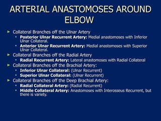 ARTERIAL ANASTOMOSES AROUND ELBOW  Collateral Branches off the Ulnar Artery  Posterior Ulnar Recurrent Artery:  Medial anastomoses with Inferior Ulnar Collateral.  Anterior Ulnar Recurrent Artery:  Medial anastomoses with Superior Ulnar Collateral.  Collateral Branches off the Radial Artery  Radial Recurrent Artery:  Lateral anastomoses with Radial Collateral  Collateral Branches off the Brachial Artery:  Inferior Ulnar Collateral:  (Ulnar Recurrent)  Superior Ulnar Collateral:  (Ulnar Recurrent)  Collateral Branches off the Deep Brachial Artery:  Radial Collateral Artery:  (Radial Recurrent)  Middle Collateral Artery:  Anastomoses with Interosseus Recurrent, but there is variety.  