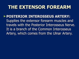 THE EXTENSOR FOREARM POSTERIOR INTEROSSEUS ARTERY:  Supplies the extensor forearm muscles and travels with the Posterior Interosseus Nerve. It is a branch of the Common Interosseus Artery, which comes from the Ulnar Artery.  