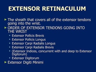 EXTENSOR RETINACULUM  The sheath that covers all of the extensor tendons going into the wrist.  ORDER OF EXTENSOR TENDONS GOING INTO THE WRIST  Extensor Pollicis Brevis  Extensor Pollicis Longus  Extensor Carpi Radialis Longus  Extensor Carpi Radialis Brevis  (Extensor Indices, concurrent with and deep to Extensor Digitorum)  Extensor Digitorum  Extensor Digiti Minimi  
