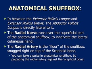 ANATOMICAL SNUFFBOX :  In between the  Extensor Pollicis Longus  and  Extensor Pollicis Brevis . The  Abductor Pollicis Longus  is directly lateral to it.  The  Radial Nerve  runs over the superficial part of the anatomical snuffbox, to innervate the lateral cutaneous hand.  The  Radial Artery  is the "floor" of the snuffbox, snugged right on top of the Scaphoid bone.  You can take a pulse in anatomical snuffbox, by palpating the radial artery against the Scaphoid bone.  