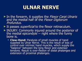 ULNAR NERVE In the forearm, it supplies the  Flexor Carpi Ulnaris  and the medial half of the  Flexor Digitorum Profundus .  It passes  superficial  to the flexor retinaculum.  INJURY: Commonly injured around the posterior of the medial epicondyle -- right where the funny bone is.  Claw-Hand:  Paralysis of small muscles of hand supplied by Ulnar Nerve. This is the result of loss of control over intrinsic hand muscles, which supply the "balance" between the long flexor and extensor tendons. Result is over-flexion of distal phalanges and extension of proximal phalanges.  