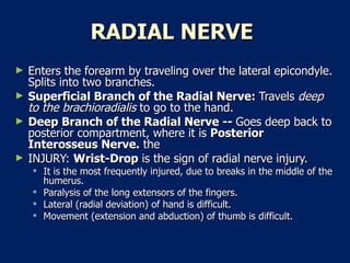 RADIAL NERVE  Enters the forearm by traveling over the lateral epicondyle. Splits into two branches.  Superficial Branch of the Radial Nerve:  Travels  deep to the brachioradialis  to go to the hand.  Deep Branch of the Radial Nerve --  Goes deep back to posterior compartment, where it is  Posterior Interosseus Nerve.  the INJURY:  Wrist-Drop  is the sign of radial nerve injury.  It is the most frequently injured, due to breaks in the middle of the humerus.  Paralysis of the long extensors of the fingers.  Lateral (radial deviation) of hand is difficult.  Movement (extension and abduction) of thumb is difficult.  