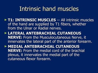 Intrinsic hand muscles T1: INTRINSIC MUSCLES  -- All intrinsic muscles of the hand are supplied by T1 fibers, whether from the Ulnar or Radial nerves.  LATERAL ANTEBRACHIAL CUTANEOUS NERVE:  From the Musculocutaneous Nerve, it innervates the lateral part of the anterior forearm.  MEDIAL ANTEBRACHIAL CUTANEOUS NERVE:  From the medial cord of the brachial plexus, it innervates the medial part of the cutaneous flexor forearm.  