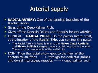 Arterial supply RADIAL ARTERY:  One of the terminal branches of the Brachial Artery.  Gives off the Deep Palmar Arch.  Gives off the Dorsalis Pollicis and Dorsalis Indices Arteries.  CLINICAL --  RADIAL PULSE : On the palmar lateral wrist, at the location of the  Radial Trio , you can feel the pulse.  The Radial Artery is found lateral to the  Flexor Carpi Radialis   and  Flexor Pollicis Longus  tendons at this location in the wrist. Those are the components of the radial trio.  PATH: Then the radial artery goes to the floor of the anatomical snuffbox ------> through the adductor pollicis and dorsal interosseus muscles ------> deep palmar arch.  