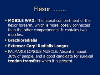 Flexor …….. MOBILE WAD:  The lateral compartment of the flexor forearm, which is more loosely connected than the other compartments. It contains two muscles:  Brachioradialis   Extensor Carpi Radialis Longus   PALMARIS LONGUS MUSCLE: Absent in about 30% of people, and a good candidate for surgical  tendon transfers  when it is present.  