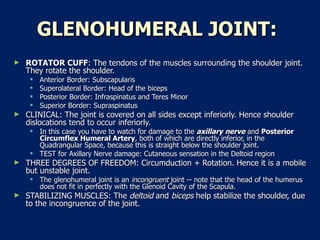 GLENOHUMERAL JOINT:   ROTATOR CUFF : The tendons of the muscles surrounding the shoulder joint. They rotate the shoulder.  Anterior Border: Subscapularis  Superolateral Border: Head of the biceps  Posterior Border: Infraspinatus and Teres Minor  Superior Border: Supraspinatus  CLINICAL: The joint is covered on all sides except inferiorly. Hence shoulder dislocations tend to occur inferiorly.  In this case you have to watch for damage to the  axillary nerve  and  Posterior Circumflex Humeral Artery , both of which are directly inferior, in the Quadrangular Space, because this is straight below the shoulder joint.  TEST for Axillary Nerve damage: Cutaneous sensation in the Deltoid region  THREE DEGREES OF FREEDOM: Circumduction + Rotation. Hence it is a mobile but unstable joint.  The glenohumeral joint is an  incongruent  joint -- note that the head of the humerus does not fit in perfectly with the Glenoid Cavity of the Scapula.  STABILIZING MUSCLES: The  deltoid  and  biceps  help stabilize the shoulder, due to the incongruence of the joint.  