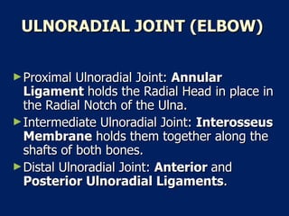 ULNORADIAL JOINT (ELBOW)  Proximal Ulnoradial Joint:  Annular Ligament  holds the Radial Head in place in the Radial Notch of the Ulna.  Intermediate Ulnoradial Joint:  Interosseus Membrane  holds them together along the shafts of both bones.  Distal Ulnoradial Joint:  Anterior  and  Posterior Ulnoradial Ligaments .  