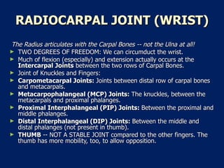RADIOCARPAL JOINT (WRIST) The Radius articulates with the Carpal Bones -- not the Ulna at all!   TWO DEGREES OF FREEDOM: We can circumduct the wrist.  Much of flexion (especially) and extension actually occurs at the  Intercarpal Joints  between the two rows of Carpal Bones.  Joint of Knuckles and Fingers:  Carpometacarpal Joints:  Joints between distal row of carpal bones and metacarpals.  Metacarpophalangeal (MCP) Joints:  The knuckles, between the metacarpals and proximal phalanges.  Proximal Interphalangeal (PIP) Joints:  Between the proximal and middle phalanges.  Distal Interphalangeal (DIP) Joints:  Between the middle and distal phalanges (not present in thumb).  THUMB  -- NOT A STABLE JOINT compared to the other fingers. The thumb has more mobility, too, to allow opposition.  