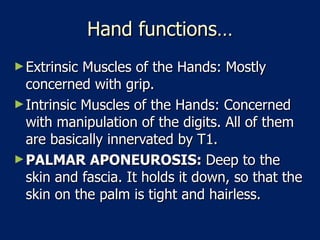 Hand functions… Extrinsic Muscles of the Hands: Mostly concerned with grip.  Intrinsic Muscles of the Hands: Concerned with manipulation of the digits. All of them are basically innervated by T1.  PALMAR APONEUROSIS:  Deep to the skin and fascia. It holds it down, so that the skin on the palm is tight and hairless.  