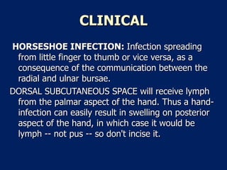 CLINICAL HORSESHOE INFECTION:  Infection spreading from little finger to thumb or vice versa, as a consequence of the communication between the radial and ulnar bursae.  DORSAL SUBCUTANEOUS SPACE will receive lymph from the palmar aspect of the hand. Thus a hand-infection can easily result in swelling on posterior aspect of the hand, in which case it would be lymph -- not pus -- so don't incise it.  