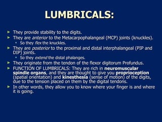 LUMBRICALS:   They provide stability to the digits.  They are  anterior  to the Metacarpophalangeal (MCP) joints (knuckles).  So they  flex  the knuckles.  They are  posterior  to the proximal and distal interphalangeal (PIP and DIP) joints.  So they  extend  the distal phalanges.  They originate from the tendon of the flexor digitorum Profundus.  FUNCTION OF LUMBRICALS: They are rich in  neuromuscular spindle organs , and they are thought to give you  proprioception  (spatial orientation) and  kinesthesia  (sense of motion) of the digits, due to the tension placed on them by the digital tendons.  In other words, they allow you to know where your finger is and where it is going.  