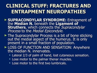 CLINICAL STUFF: FRACTURES AND ENTRAPMENT NEUROPATHIES SUPRACONDYLAR SYNDROME:  Entrapment of the  Median N.  beneath the  Ligament of Struthers ,  which connects the  Supracondylar Process  to the  Medial Epicondyle.   The Supracondylar Process is a bit of bone sticking out the medial aspect of the humerus. It is only present in a small fraction of population.  LOSS OF FUNCTION AND SENSATION: Anywhere the median N. innervates.  Lateral 2/3 of palm of hand, lost cutaneous sensation.  Lose motor to the palmar thenar muscles.  Lose motor to the first two lumbricals.  