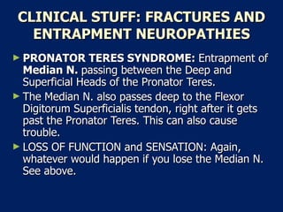 CLINICAL STUFF: FRACTURES AND ENTRAPMENT NEUROPATHIES PRONATOR TERES SYNDROME:  Entrapment of  Median N.  passing between the Deep and Superficial Heads of the Pronator Teres.  The Median N. also passes deep to the Flexor Digitorum Superficialis tendon, right after it gets past the Pronator Teres. This can also cause trouble.  LOSS OF FUNCTION and SENSATION: Again, whatever would happen if you lose the Median N. See above.  