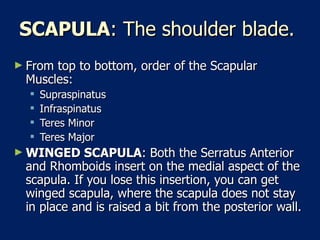 SCAPULA : The shoulder blade.  From top to bottom, order of the Scapular Muscles:  Supraspinatus  Infraspinatus  Teres Minor  Teres Major  WINGED SCAPULA : Both the Serratus Anterior and Rhomboids insert on the medial aspect of the scapula. If you lose this insertion, you can get winged scapula, where the scapula does not stay in place and is raised a bit from the posterior wall.  