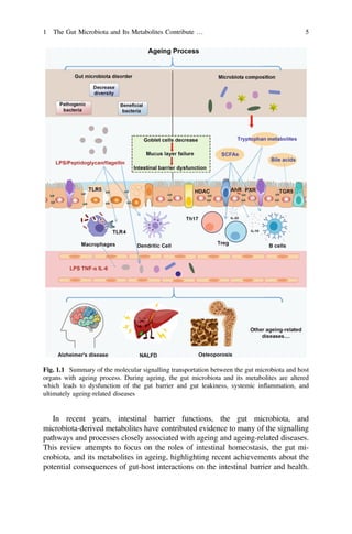 Gut Microbiota In Aging And Chronic Diseases Francesco Marotta | PDF