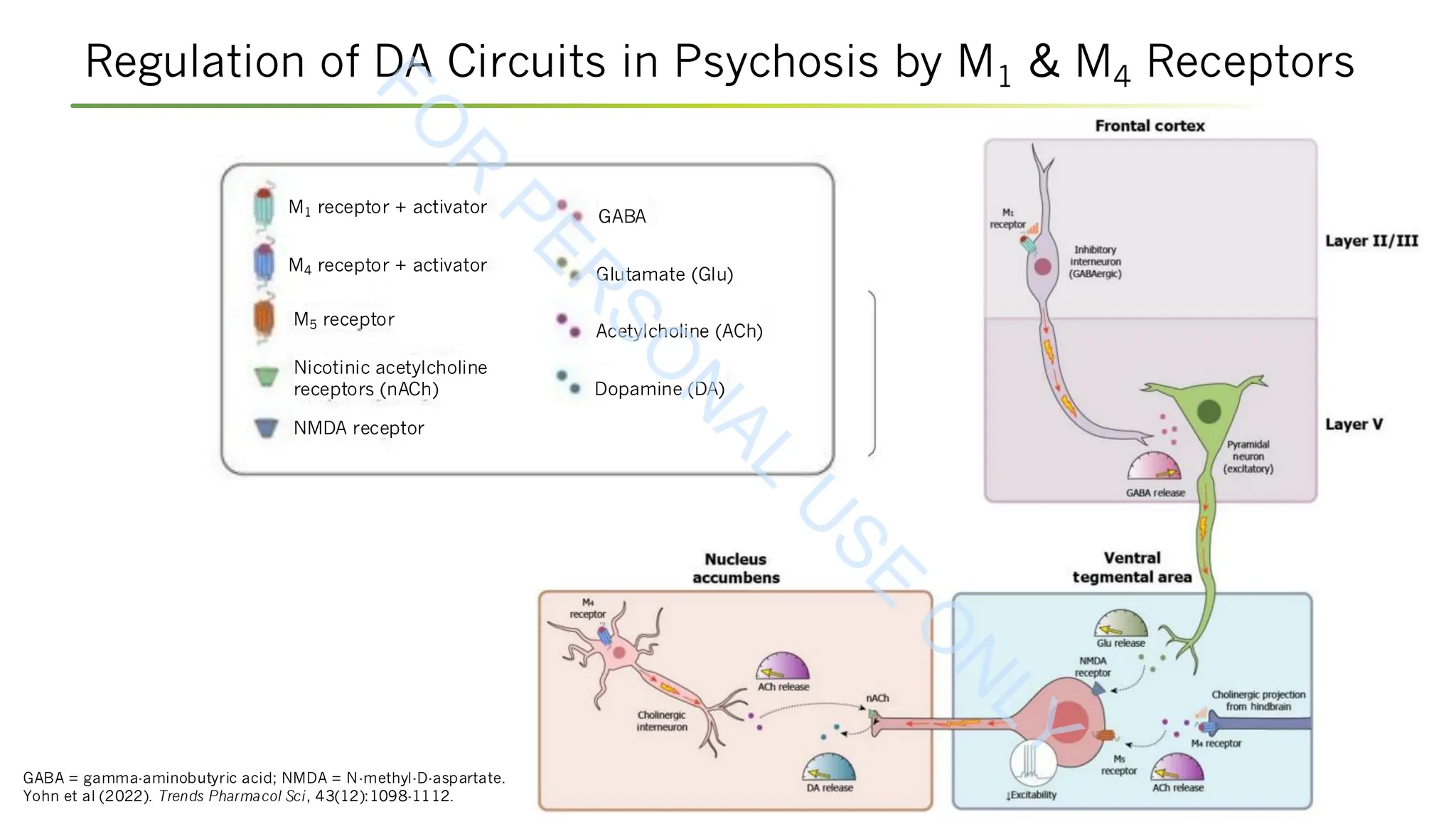 Regulation of DA Circuits in Psychosis by M1 & M4 Receptors
GABA = gamma-aminobutyric acid; NMDA = N-methyl-D-aspartate.
Yohn et al (2022). Trends Pharmacol Sci, 43(12):1098-1112.
M1 receptor + activator
M4 receptor + activator
M5 receptor
Nicotinic acetylcholine
receptors (nACh)
NMDA receptor
GABA
Glutamate (Glu)
Acetylcholine (ACh)
Dopamine (DA)
F
O
R
P
E
R
S
O
N
A
L
U
S
E
O
N
L
Y
 