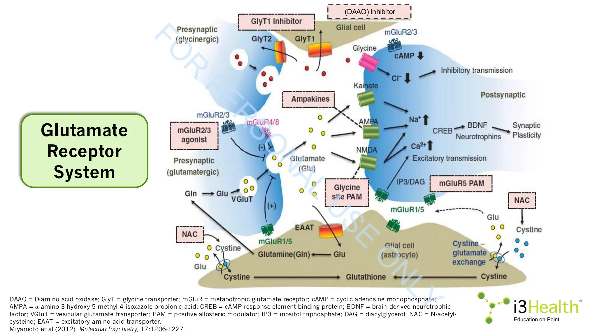 DAAO = D-amino acid oxidase; GlyT = glycine transporter; mGluR = metabotropic glutamate receptor; cAMP = cyclic adenosine monophosphate;
AMPA = ⍺-amino-3-hydroxy-5-methyl-4-isoxazole propionic acid; CREB = cAMP response element binding protein; BDNF = brain-derived neurotrophic
factor; VGluT = vesicular glutamate transporter; PAM = positive allosteric modulator; IP3 = inositol triphosphate; DAG = diacylglycerol; NAC = N-acetyl-
cysteine; EAAT = excitatory amino acid transporter.
Miyamoto et al (2012). Molecular Psychiatry, 17:1206-1227.
(DAAO) Inhibitor
Glutamate
Receptor
System
F
O
R
P
E
R
S
O
N
A
L
U
S
E
O
N
L
Y
 