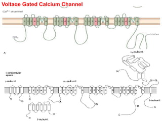 General Structure of Ion Channels | PPTX