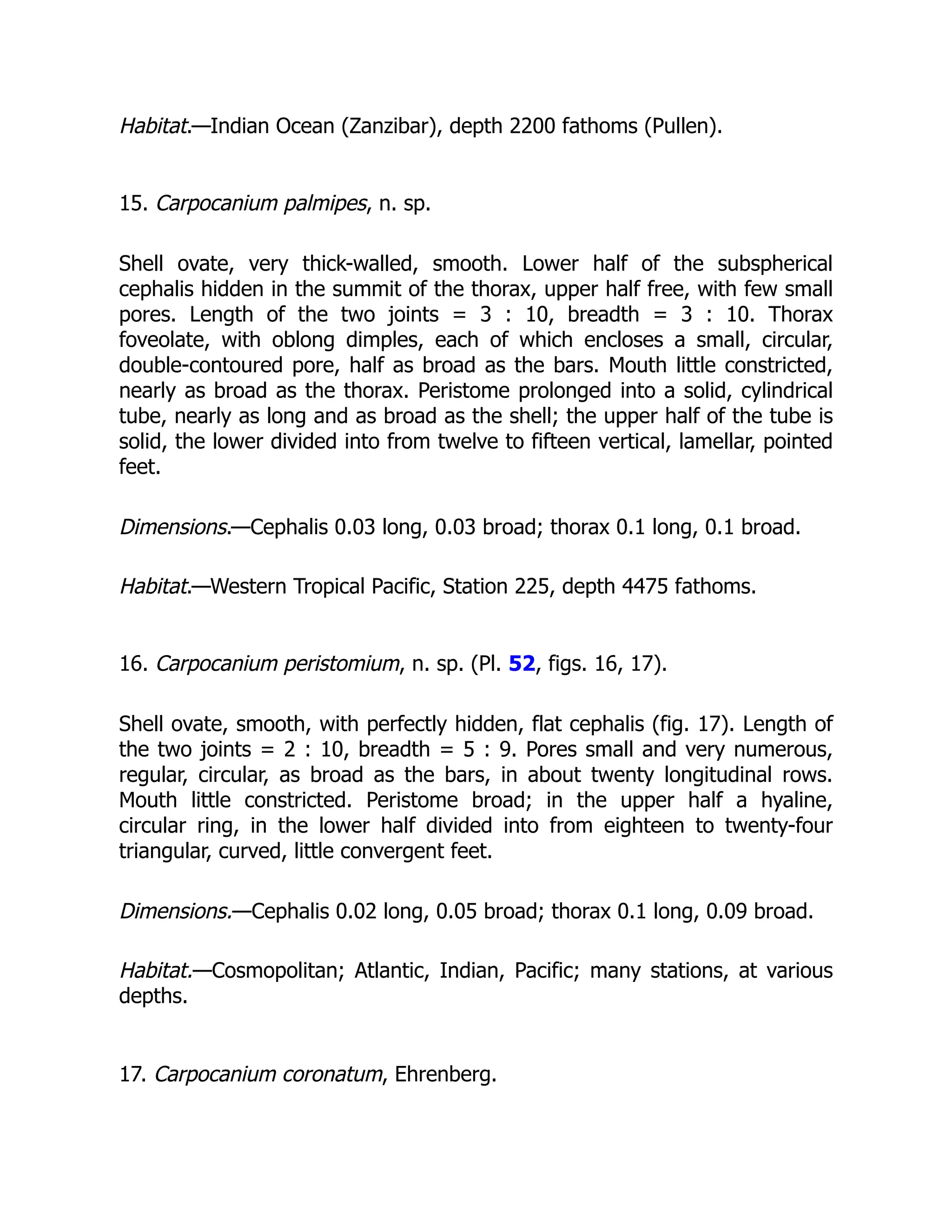 Habitat.—Indian Ocean (Zanzibar), depth 2200 fathoms (Pullen).
15. Carpocanium palmipes, n. sp.
Shell ovate, very thick-walled, smooth. Lower half of the subspherical
cephalis hidden in the summit of the thorax, upper half free, with few small
pores. Length of the two joints = 3 : 10, breadth = 3 : 10. Thorax
foveolate, with oblong dimples, each of which encloses a small, circular,
double-contoured pore, half as broad as the bars. Mouth little constricted,
nearly as broad as the thorax. Peristome prolonged into a solid, cylindrical
tube, nearly as long and as broad as the shell; the upper half of the tube is
solid, the lower divided into from twelve to fifteen vertical, lamellar, pointed
feet.
Dimensions.—Cephalis 0.03 long, 0.03 broad; thorax 0.1 long, 0.1 broad.
Habitat.—Western Tropical Pacific, Station 225, depth 4475 fathoms.
16. Carpocanium peristomium, n. sp. (Pl. 52, figs. 16, 17).
Shell ovate, smooth, with perfectly hidden, flat cephalis (fig. 17). Length of
the two joints = 2 : 10, breadth = 5 : 9. Pores small and very numerous,
regular, circular, as broad as the bars, in about twenty longitudinal rows.
Mouth little constricted. Peristome broad; in the upper half a hyaline,
circular ring, in the lower half divided into from eighteen to twenty-four
triangular, curved, little convergent feet.
Dimensions.—Cephalis 0.02 long, 0.05 broad; thorax 0.1 long, 0.09 broad.
Habitat.—Cosmopolitan; Atlantic, Indian, Pacific; many stations, at various
depths.
17. Carpocanium coronatum, Ehrenberg.
 
