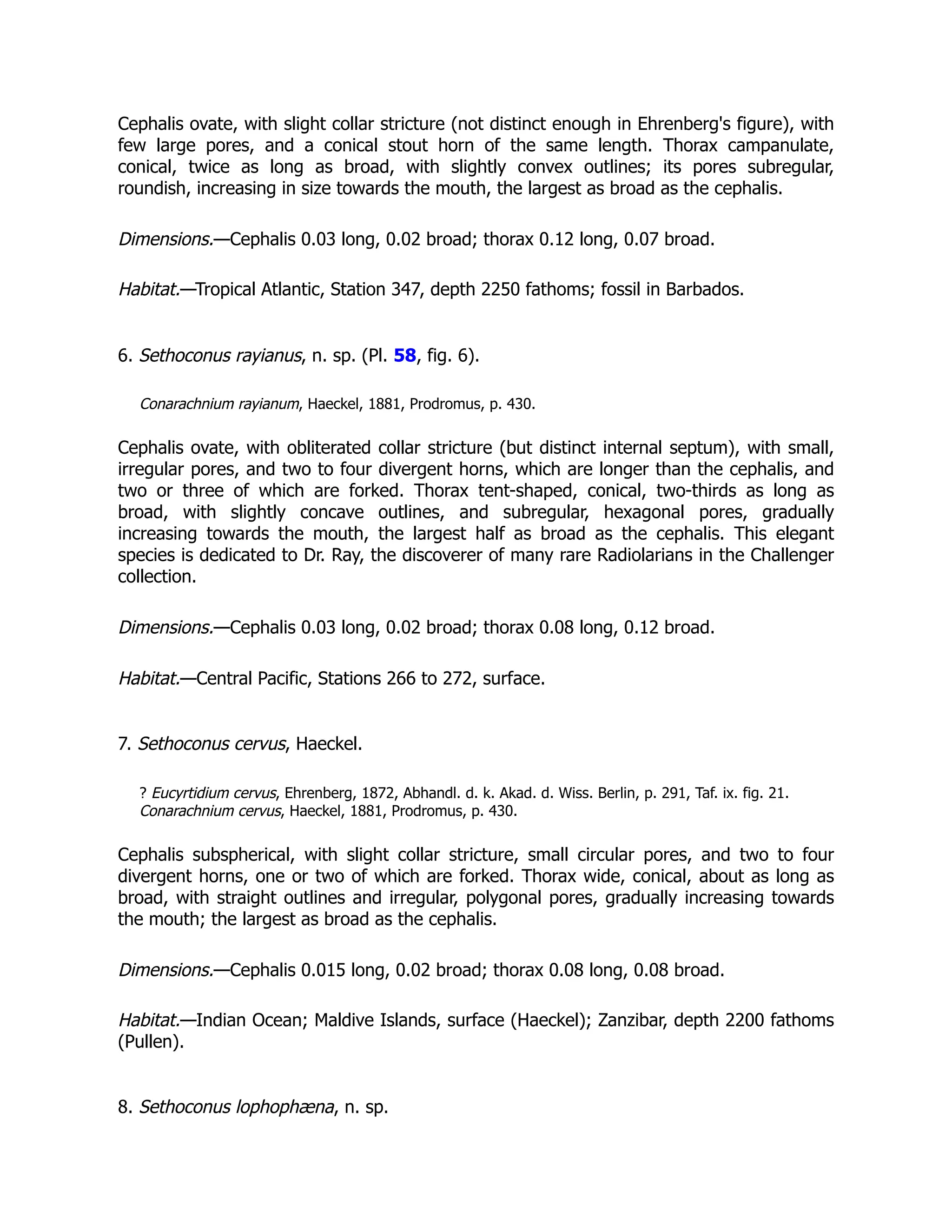 Cephalis ovate, with slight collar stricture (not distinct enough in Ehrenberg's figure), with
few large pores, and a conical stout horn of the same length. Thorax campanulate,
conical, twice as long as broad, with slightly convex outlines; its pores subregular,
roundish, increasing in size towards the mouth, the largest as broad as the cephalis.
Dimensions.—Cephalis 0.03 long, 0.02 broad; thorax 0.12 long, 0.07 broad.
Habitat.—Tropical Atlantic, Station 347, depth 2250 fathoms; fossil in Barbados.
6. Sethoconus rayianus, n. sp. (Pl. 58, fig. 6).
Conarachnium rayianum, Haeckel, 1881, Prodromus, p. 430.
Cephalis ovate, with obliterated collar stricture (but distinct internal septum), with small,
irregular pores, and two to four divergent horns, which are longer than the cephalis, and
two or three of which are forked. Thorax tent-shaped, conical, two-thirds as long as
broad, with slightly concave outlines, and subregular, hexagonal pores, gradually
increasing towards the mouth, the largest half as broad as the cephalis. This elegant
species is dedicated to Dr. Ray, the discoverer of many rare Radiolarians in the Challenger
collection.
Dimensions.—Cephalis 0.03 long, 0.02 broad; thorax 0.08 long, 0.12 broad.
Habitat.—Central Pacific, Stations 266 to 272, surface.
7. Sethoconus cervus, Haeckel.
? Eucyrtidium cervus, Ehrenberg, 1872, Abhandl. d. k. Akad. d. Wiss. Berlin, p. 291, Taf. ix. fig. 21.
Conarachnium cervus, Haeckel, 1881, Prodromus, p. 430.
Cephalis subspherical, with slight collar stricture, small circular pores, and two to four
divergent horns, one or two of which are forked. Thorax wide, conical, about as long as
broad, with straight outlines and irregular, polygonal pores, gradually increasing towards
the mouth; the largest as broad as the cephalis.
Dimensions.—Cephalis 0.015 long, 0.02 broad; thorax 0.08 long, 0.08 broad.
Habitat.—Indian Ocean; Maldive Islands, surface (Haeckel); Zanzibar, depth 2200 fathoms
(Pullen).
8. Sethoconus lophophæna, n. sp.
 