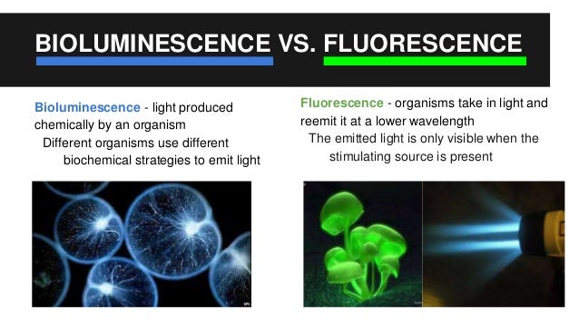 Bioluminescence Vs Fluorescence Imaging CMB Final Presentation
