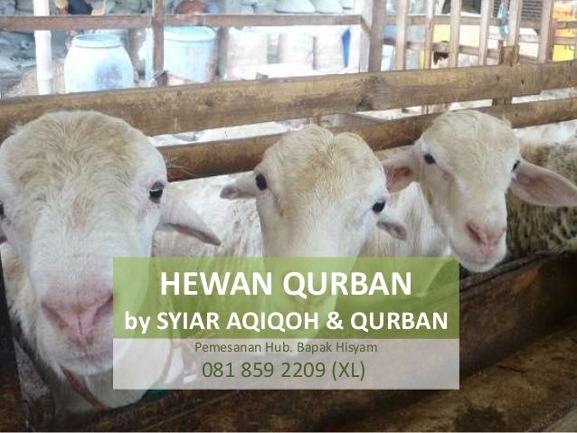 6281 859 2209 Call Sms Whatsapp Qurban Sapi Hewan Qurban Sapi