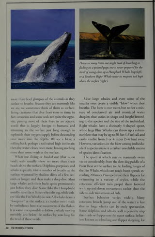 National Audubon Society Guide To Marine Mammals Of The World Randall R ...