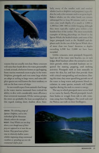 National Audubon Society Guide To Marine Mammals Of The World Randall R ...
