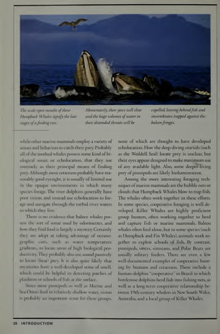 National Audubon Society Guide To Marine Mammals Of The World Randall R ...