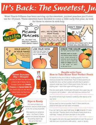Sweet Summer
Sip — Simple!
Recreate the Bellini that was invented
at Harry’s Bar in Venice, Italy by
Giuseppe Cipriani with Zardetto
Prosecco and Cipriani Bellini Mix.
Your friends might not care about the
history lesson, but they’ll love
the finished product.
It’s Back: The Sweetest, Jui
Handle with Care:
How to Take Home Your Perfect Peach
As beautiful as they are to look at, handling peaches more than
necessary bruises their delicate flesh. Peach-O-Rama peaches are
handled only twice: as they're picked and when they're packed in
signature single-layer Peach-O-Rama peach boxes. No hands — or
anything else — touch them again until they get to you.
Pick your peach gently. Tenderly place the peach into a paper bag, not
in a grocery cart or basket —  which will indent your precious fruit.
Be careful not to let it get smashed or jostled by other objects on the
way home.
Eat your peach as soon as possible; Peach-O-Rama peaches are
picked at their peak and best eaten immediately.
If you can’t get to your peach right away, do not refrigerate it! A wise
man once said, “Peaches shiver at the thought of being stuck into a
cold fridge.” Instead, set it stem side down on the counter.
We suggest a bib and a few paper towels/cloths to catch the juice as it
rolls down your chin and arms while eating — saves on laundry.
hold gently
in your hand
you’ll be able to feel
the softness &
juice within
peaches vary in color -
some sporting bright reddish
blush, others dominated by
sunshiney yellow and orange
tones. As long as there’s no
tinge of green (signaling
it was picked too early),
you’re good to go!
Ripe & Ready
For maximum flavor and
sweetness, peaches should remain
on the tree as long as possible.
Most peaches are picked too
early — but Peach-O-Rama
peaches are plucked only when
the growing experts say
they are at their best.
Wow! Peach-O-Rama has been serving up the sweetest, juiciest peaches you’ll ever
eat for 19 years. These sweeties have decided to come a little early this year, so look
for them in stores in mid-  July.
 