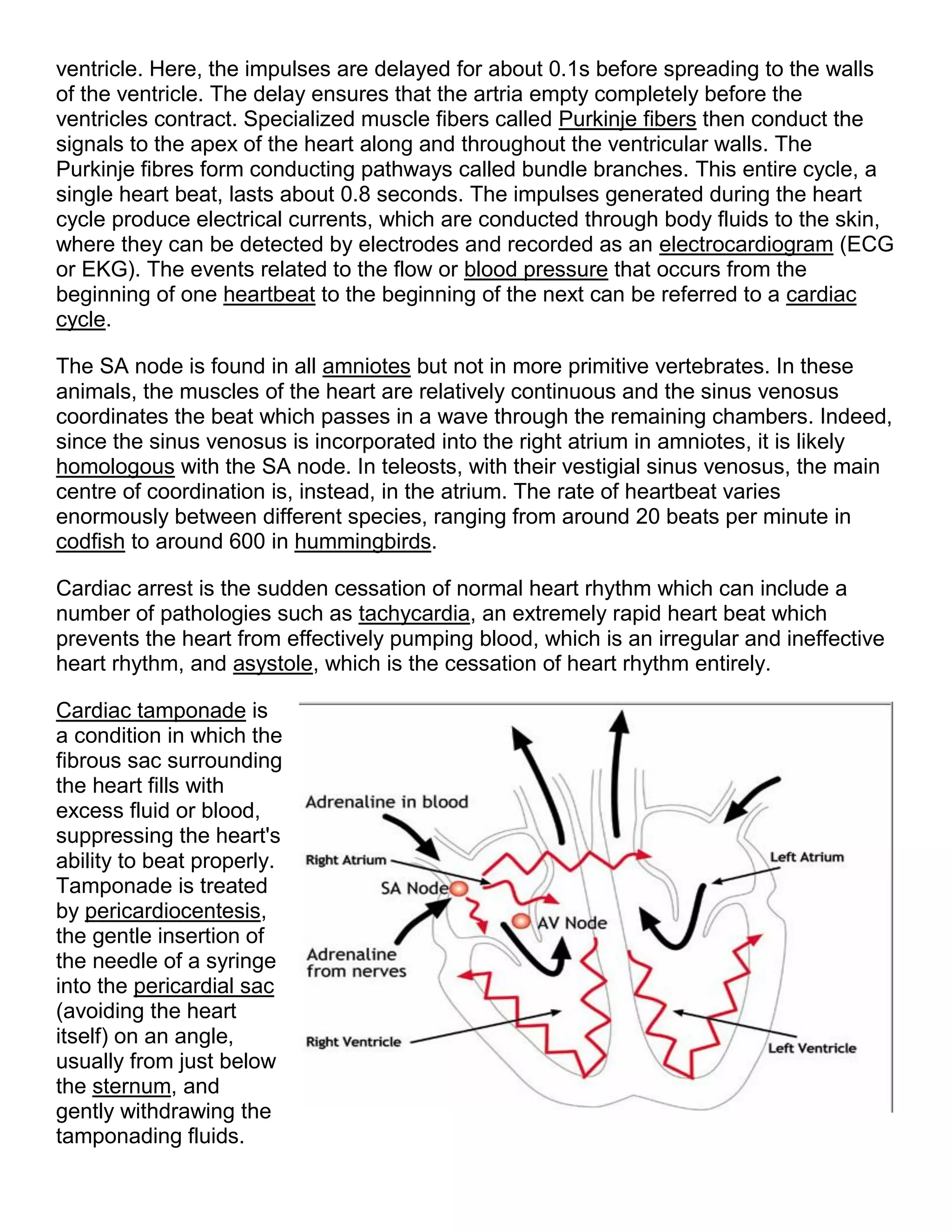 ventricle. Here, the impulses are delayed for about 0.1s before spreading to the walls
of the ventricle. The delay ensures that the artria empty completely before the
ventricles contract. Specialized muscle fibers called Purkinje fibers then conduct the
signals to the apex of the heart along and throughout the ventricular walls. The
Purkinje fibres form conducting pathways called bundle branches. This entire cycle, a
single heart beat, lasts about 0.8 seconds. The impulses generated during the heart
cycle produce electrical currents, which are conducted through body fluids to the skin,
where they can be detected by electrodes and recorded as an electrocardiogram (ECG
or EKG). The events related to the flow or blood pressure that occurs from the
beginning of one heartbeat to the beginning of the next can be referred to a cardiac
cycle.
The SA node is found in all amniotes but not in more primitive vertebrates. In these
animals, the muscles of the heart are relatively continuous and the sinus venosus
coordinates the beat which passes in a wave through the remaining chambers. Indeed,
since the sinus venosus is incorporated into the right atrium in amniotes, it is likely
homologous with the SA node. In teleosts, with their vestigial sinus venosus, the main
centre of coordination is, instead, in the atrium. The rate of heartbeat varies
enormously between different species, ranging from around 20 beats per minute in
codfish to around 600 in hummingbirds.
Cardiac arrest is the sudden cessation of normal heart rhythm which can include a
number of pathologies such as tachycardia, an extremely rapid heart beat which
prevents the heart from effectively pumping blood, which is an irregular and ineffective
heart rhythm, and asystole, which is the cessation of heart rhythm entirely.
Cardiac tamponade is
a condition in which the
fibrous sac surrounding
the heart fills with
excess fluid or blood,
suppressing the heart's
ability to beat properly.
Tamponade is treated
by pericardiocentesis,
the gentle insertion of
the needle of a syringe
into the pericardial sac
(avoiding the heart
itself) on an angle,
usually from just below
the sternum, and
gently withdrawing the
tamponading fluids.
 