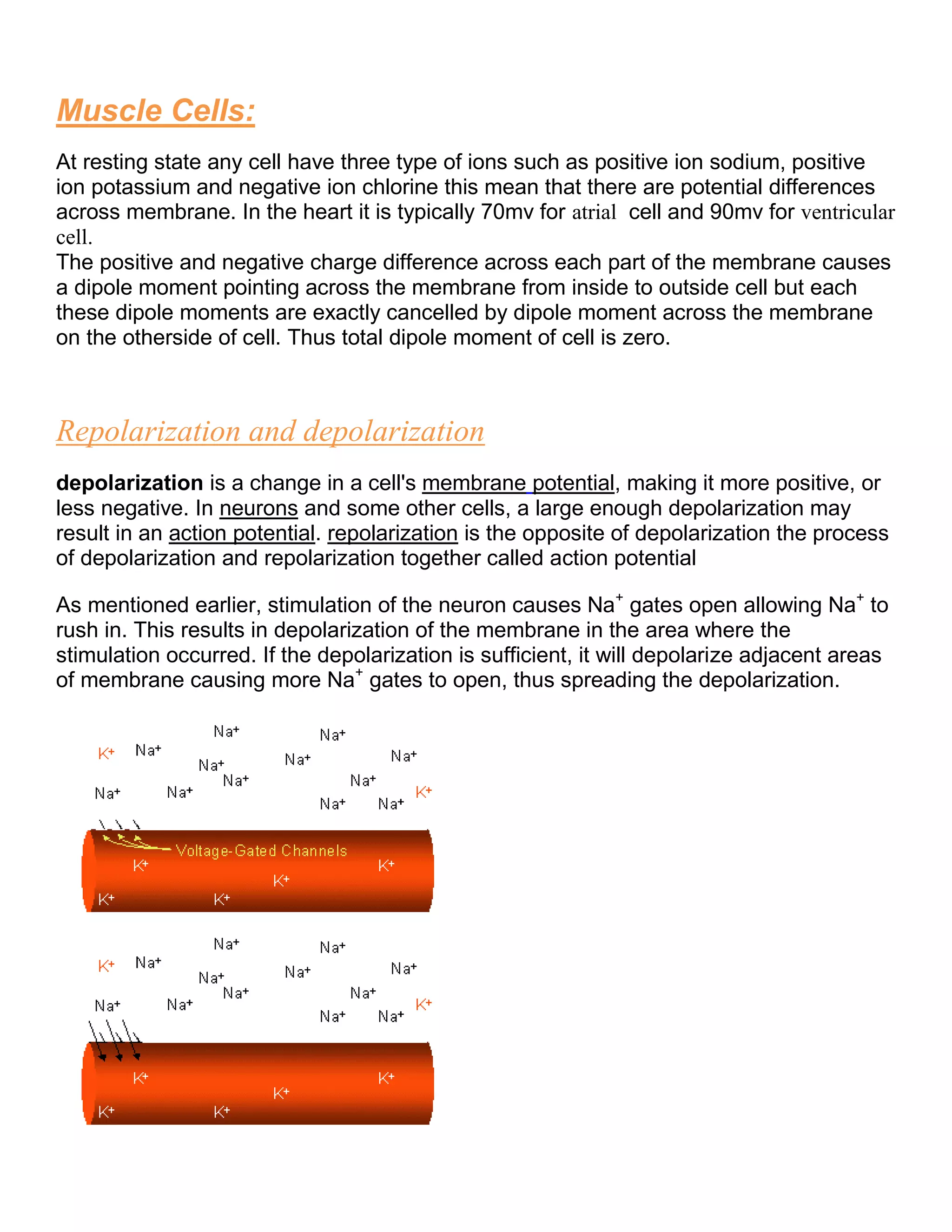 Muscle Cells:
At resting state any cell have three type of ions such as positive ion sodium, positive
ion potassium and negative ion chlorine this mean that there are potential differences
across membrane. In the heart it is typically 70mv for atrial cell and 90mv for ventricular
cell.
The positive and negative charge difference across each part of the membrane causes
a dipole moment pointing across the membrane from inside to outside cell but each
these dipole moments are exactly cancelled by dipole moment across the membrane
on the otherside of cell. Thus total dipole moment of cell is zero.
Repolarization and depolarization
depolarization is a change in a cell's membrane potential, making it more positive, or
less negative. In neurons and some other cells, a large enough depolarization may
result in an action potential. repolarization is the opposite of depolarization the process
of depolarization and repolarization together called action potential
As mentioned earlier, stimulation of the neuron causes Na+
gates open allowing Na+
to
rush in. This results in depolarization of the membrane in the area where the
stimulation occurred. If the depolarization is sufficient, it will depolarize adjacent areas
of membrane causing more Na+
gates to open, thus spreading the depolarization.
 
