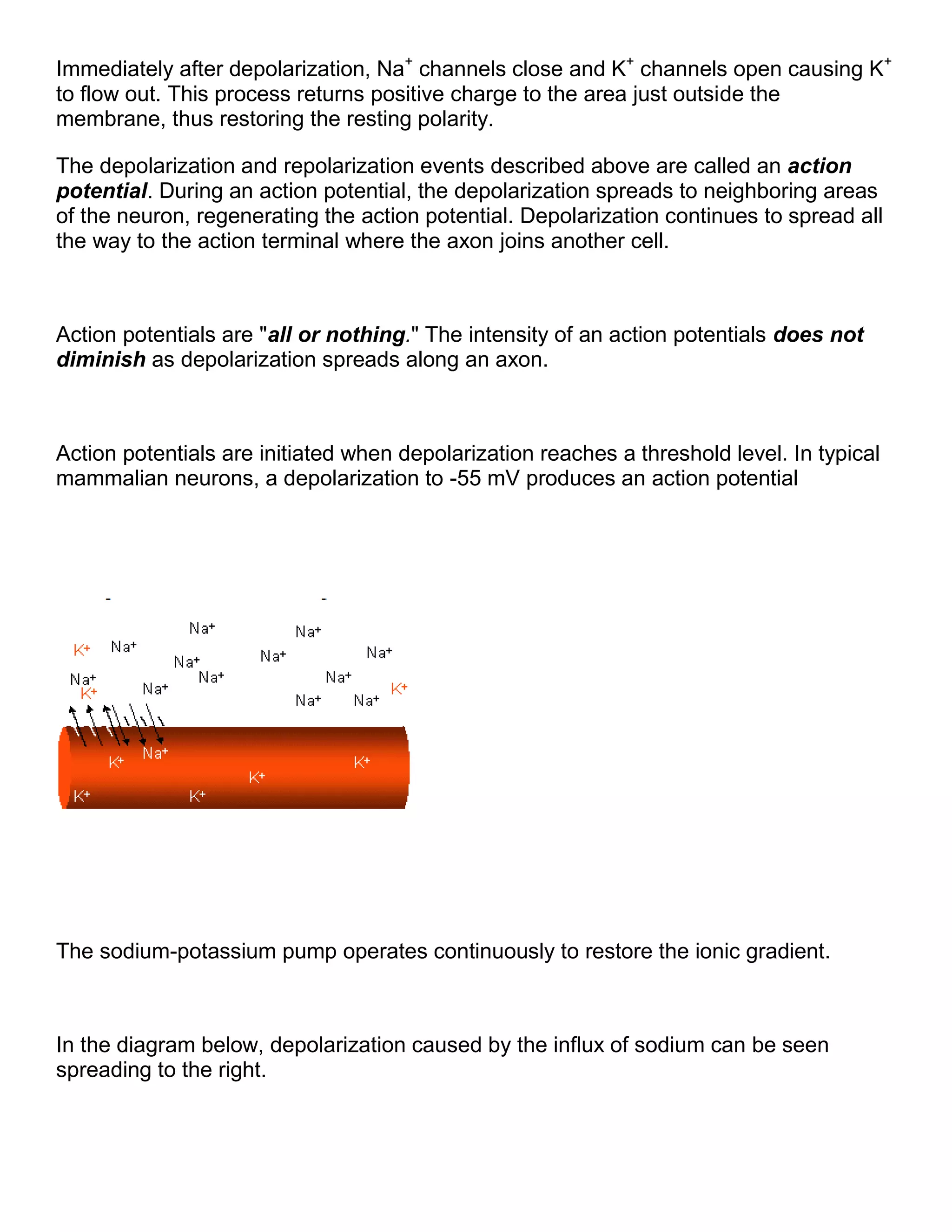 Immediately after depolarization, Na+
channels close and K+
channels open causing K+
to flow out. This process returns positive charge to the area just outside the
membrane, thus restoring the resting polarity.
The depolarization and repolarization events described above are called an action
potential. During an action potential, the depolarization spreads to neighboring areas
of the neuron, regenerating the action potential. Depolarization continues to spread all
the way to the action terminal where the axon joins another cell.
Action potentials are "all or nothing." The intensity of an action potentials does not
diminish as depolarization spreads along an axon.
Action potentials are initiated when depolarization reaches a threshold level. In typical
mammalian neurons, a depolarization to -55 mV produces an action potential
The sodium-potassium pump operates continuously to restore the ionic gradient.
In the diagram below, depolarization caused by the influx of sodium can be seen
spreading to the right.
 
