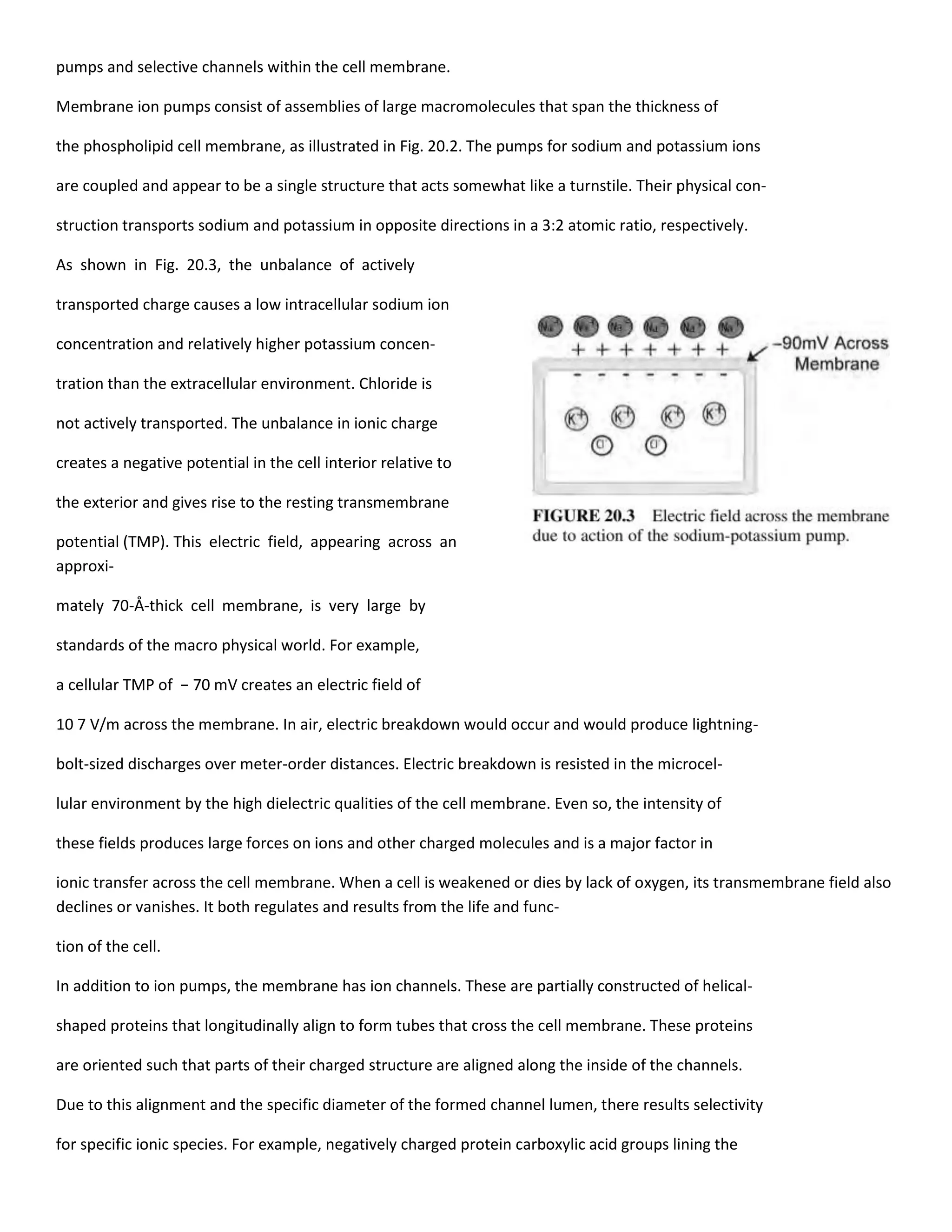 pumps and selective channels within the cell membrane.
Membrane ion pumps consist of assemblies of large macromolecules that span the thickness of
the phospholipid cell membrane, as illustrated in Fig. 20.2. The pumps for sodium and potassium ions
are coupled and appear to be a single structure that acts somewhat like a turnstile. Their physical con-
struction transports sodium and potassium in opposite directions in a 3:2 atomic ratio, respectively.
As shown in Fig. 20.3, the unbalance of actively
transported charge causes a low intracellular sodium ion
concentration and relatively higher potassium concen-
tration than the extracellular environment. Chloride is
not actively transported. The unbalance in ionic charge
creates a negative potential in the cell interior relative to
the exterior and gives rise to the resting transmembrane
potential (TMP). This electric field, appearing across an
approxi-
mately 70-Å-thick cell membrane, is very large by
standards of the macro physical world. For example,
a cellular TMP of − 70 mV creates an electric field of
10 7 V/m across the membrane. In air, electric breakdown would occur and would produce lightning-
bolt-sized discharges over meter-order distances. Electric breakdown is resisted in the microcel-
lular environment by the high dielectric qualities of the cell membrane. Even so, the intensity of
these fields produces large forces on ions and other charged molecules and is a major factor in
ionic transfer across the cell membrane. When a cell is weakened or dies by lack of oxygen, its transmembrane field also
declines or vanishes. It both regulates and results from the life and func-
tion of the cell.
In addition to ion pumps, the membrane has ion channels. These are partially constructed of helical-
shaped proteins that longitudinally align to form tubes that cross the cell membrane. These proteins
are oriented such that parts of their charged structure are aligned along the inside of the channels.
Due to this alignment and the specific diameter of the formed channel lumen, there results selectivity
for specific ionic species. For example, negatively charged protein carboxylic acid groups lining the
 