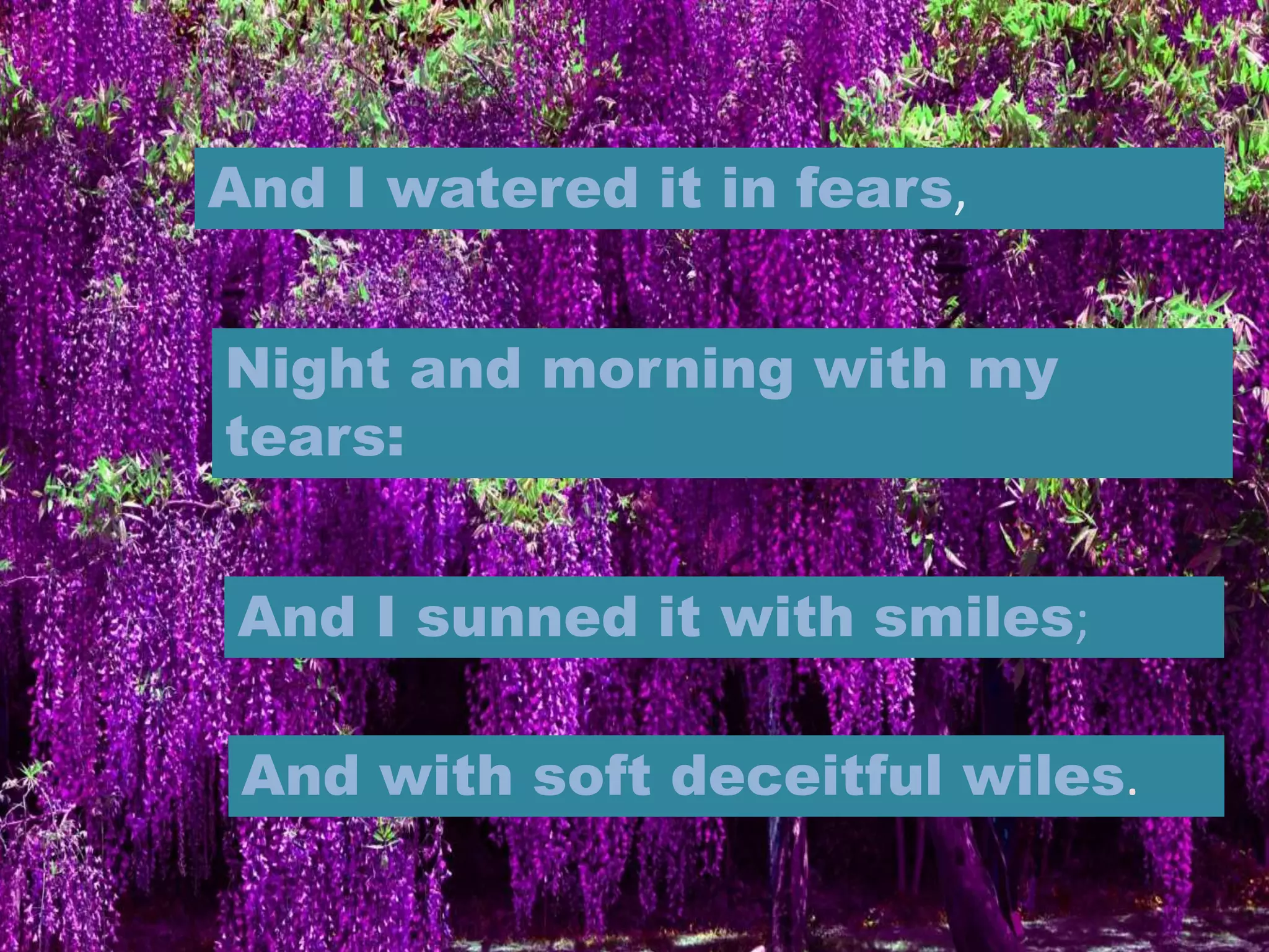 And I watered it in fears,
Night and morning with my
tears:
And I sunned it with smiles;
And with soft deceitful wiles.
 