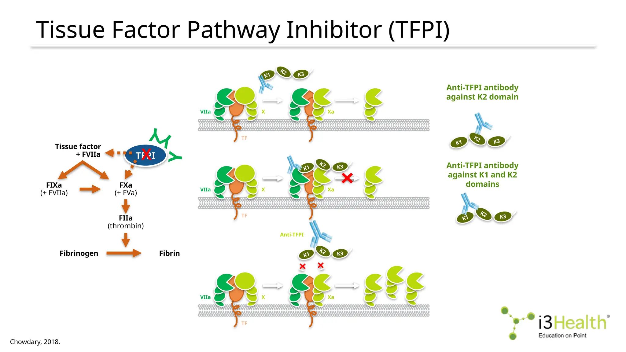 Tissue Factor Pathway Inhibitor (TFPI)
Chowdary, 2018.
TFPI
Tissue factor
+ FVIIa
FIXa
(+ FVIIa)
FXa
(+ FVa)
FIIa
(thrombin)
Fibrinogen Fibrin
X
Y
Y
Y
Anti-TFPI antibody
against K2 domain
Anti-TFPI antibody
against K1 and K2
domains
Anti-TFPI
TFPI
TFPI
K1
K2
K3
VIIa
TF
X Xa
VIIa
TF
X Xa
K1
K2
K3
VIIa
TF
X Xa
K1
K2
K3
K1
K2
K3
K1
K2
K3
 