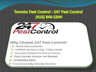 Pest Control Toronto - 247 Pest Control (416) 844-2344