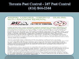 Toronto Pest Control - 247 Pest Control (416) 844-2344 