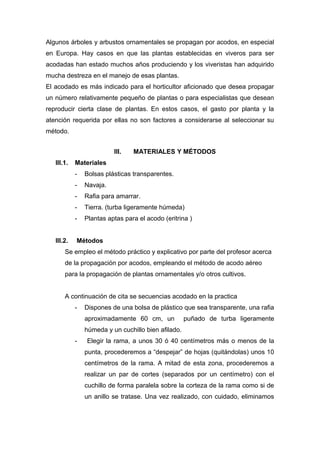 Algunos árboles y arbustos ornamentales se propagan por acodos, en especial
en Europa. Hay casos en que las plantas establecidas en viveros para ser
acodadas han estado muchos años produciendo y los viveristas han adquirido
mucha destreza en el manejo de esas plantas.
El acodado es más indicado para el horticultor aficionado que desea propagar
un número relativamente pequeño de plantas o para especialistas que desean
reproducir cierta clase de plantas. En estos casos, el gasto por planta y la
atención requerida por ellas no son factores a considerarse al seleccionar su
método.
III. MATERIALES Y MÉTODOS
III.1. Materiales
- Bolsas plásticas transparentes.
- Navaja.
- Rafia para amarrar.
- Tierra. (turba ligeramente húmeda)
- Plantas aptas para el acodo (eritrina )
III.2. Métodos
Se empleo el método práctico y explicativo por parte del profesor acerca
de la propagación por acodos, empleando el método de acodo aéreo
para la propagación de plantas ornamentales y/o otros cultivos.
A continuación de cita se secuencias acodado en la practica
- Dispones de una bolsa de plástico que sea transparente, una rafia
aproximadamente 60 cm, un puñado de turba ligeramente
húmeda y un cuchillo bien afilado.
- Elegir la rama, a unos 30 ó 40 centímetros más o menos de la
punta, procederemos a “despejar” de hojas (quitándolas) unos 10
centímetros de la rama. A mitad de esta zona, procederemos a
realizar un par de cortes (separados por un centímetro) con el
cuchillo de forma paralela sobre la corteza de la rama como si de
un anillo se tratase. Una vez realizado, con cuidado, eliminamos
 