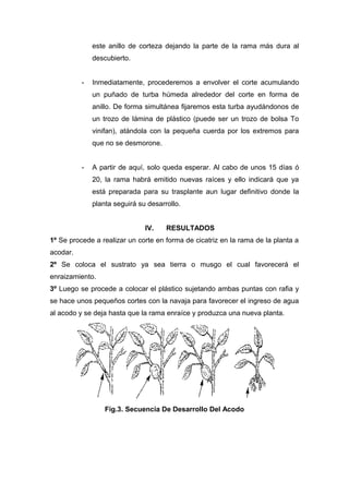 este anillo de corteza dejando la parte de la rama más dura al
descubierto.
- Inmediatamente, procederemos a envolver el corte acumulando
un puñado de turba húmeda alrededor del corte en forma de
anillo. De forma simultánea fijaremos esta turba ayudándonos de
un trozo de lámina de plástico (puede ser un trozo de bolsa To
vinifan), atándola con la pequeña cuerda por los extremos para
que no se desmorone.
- A partir de aquí, solo queda esperar. Al cabo de unos 15 días ó
20, la rama habrá emitido nuevas raíces y ello indicará que ya
está preparada para su trasplante aun lugar definitivo donde la
planta seguirá su desarrollo.
IV. RESULTADOS
1º Se procede a realizar un corte en forma de cicatriz en la rama de la planta a
acodar.
2º Se coloca el sustrato ya sea tierra o musgo el cual favorecerá el
enraizamiento.
3º Luego se procede a colocar el plástico sujetando ambas puntas con rafia y
se hace unos pequeños cortes con la navaja para favorecer el ingreso de agua
al acodo y se deja hasta que la rama enraíce y produzca una nueva planta.
Fig.3. Secuencia De Desarrollo Del Acodo
 