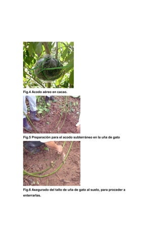 Fig.4 Acodo aéreo en cacao.
Fig.5 Preparación para el acodo subterráneo en la uña de gato
Fig.6 Asegurado del tallo de uña de gato al suelo, para proceder a
enterrarlas.
 