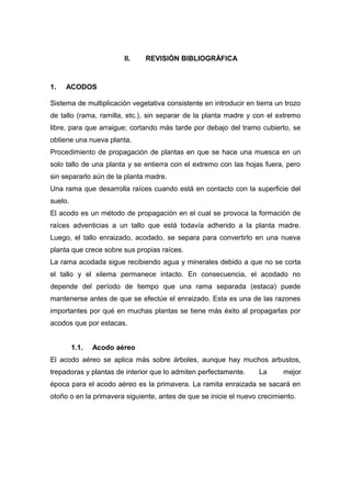II. REVISIÒN BIBLIOGRÀFICA
1. ACODOS
Sistema de multiplicación vegetativa consistente en introducir en tierra un trozo
de tallo (rama, ramilla, etc.), sin separar de la planta madre y con el extremo
libre, para que arraigue; cortando más tarde por debajo del tramo cubierto, se
obtiene una nueva planta.
Procedimiento de propagación de plantas en que se hace una muesca en un
solo tallo de una planta y se entierra con el extremo con las hojas fuera, pero
sin separarlo aún de la planta madre.
Una rama que desarrolla raíces cuando está en contacto con la superficie del
suelo.
El acodo es un método de propagación en el cual se provoca la formación de
raíces adventicias a un tallo que está todavía adherido a la planta madre.
Luego, el tallo enraizado, acodado, se separa para convertirlo en una nueva
planta que crece sobre sus propias raíces.
La rama acodada sigue recibiendo agua y minerales debido a que no se corta
el tallo y el xilema permanece intacto. En consecuencia, el acodado no
depende del período de tiempo que una rama separada (estaca) puede
mantenerse antes de que se efectúe el enraizado. Esta es una de las razones
importantes por qué en muchas plantas se tiene más éxito al propagarlas por
acodos que por estacas.
1.1. Acodo aéreo
El acodo aéreo se aplica más sobre árboles, aunque hay muchos arbustos,
trepadoras y plantas de interior que lo admiten perfectamente. La mejor
época para el acodo aéreo es la primavera. La ramita enraizada se sacará en
otoño o en la primavera siguiente, antes de que se inicie el nuevo crecimiento.
 
