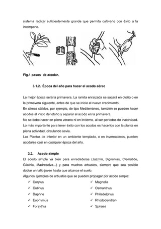 sistema radical suficientemente grande que permita cultivarlo con éxito a la
intemperie.
Fig.1 pasos de acodar.
3.1.2. Época del año para hacer el acodo aéreo
La mejor época será la primavera. La ramita enraizada se sacará en otoño o en
la primavera siguiente, antes de que se inicie el nuevo crecimiento.
En climas cálidos, por ejemplo, de tipo Mediterráneo, también se pueden hacer
acodos al inicio del otoño y separar el acodo en la primavera.
No se debe hacer en pleno verano ni en invierno, al ser períodos de inactividad.
Lo más importante para tener éxito con los acodos es hacerlos con la planta en
plena actividad, circulando savia.
Las Plantas de Interior en un ambiente templado, o en invernaderos, pueden
acodarse casi en cualquier época del año.
3.2. Acodo simple
El acodo simple va bien para enredaderas (Jazmín, Bignonias, Clemátide,
Glicinia, Madreselva...) y para muchos arbustos, siempre que sea posible
doblar un tallo joven hasta que alcance el suelo.
Algunos ejemplos de arbustos que se pueden propagar por acodo simple:
 Corylus
 Cotinus
 Daphne
 Euonymus
 Forsythia
 Magnolia
 Osmanthus
 Philadelphus
 Rhododendron
 Spiraea
 