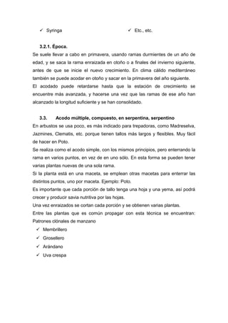  Syringa  Etc., etc.
3.2.1. Época.
Se suele llevar a cabo en primavera, usando ramas durmientes de un año de
edad, y se saca la rama enraizada en otoño o a finales del invierno siguiente,
antes de que se inicie el nuevo crecimiento. En clima cálido mediterráneo
también se puede acodar en otoño y sacar en la primavera del año siguiente.
El acodado puede retardarse hasta que la estación de crecimiento se
encuentre más avanzada, y hacerse una vez que las ramas de ese año han
alcanzado la longitud suficiente y se han consolidado.
3.3. Acodo múltiple, compuesto, en serpentina, serpentino
En arbustos se usa poco, es más indicado para trepadoras, como Madreselva,
Jazmines, Clematis, etc. porque tienen tallos más largos y flexibles. Muy fácil
de hacer en Poto.
Se realiza como el acodo simple, con los mismos principios, pero enterrando la
rama en varios puntos, en vez de en uno sólo. En esta forma se pueden tener
varias plantas nuevas de una sola rama.
Si la planta está en una maceta, se emplean otras macetas para enterrar las
distintos puntos, uno por maceta. Ejemplo: Poto.
Es importante que cada porción de tallo tenga una hoja y una yema, así podrá
crecer y producir savia nutritiva por las hojas.
Una vez enraizados se cortan cada porción y se obtienen varias plantas.
Entre las plantas que es común propagar con esta técnica se encuentran:
Patrones clónales de manzano
 Membrillero
 Grosellero
 Arándano
 Uva crespa
 