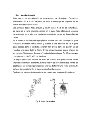 3.4. Acodo de punta
Este método de reproducción es característico de Grosellero, Zarzamora,
Frambueso. En el acodo de punta, el enraíce tiene lugar en la punta de las
ramas de la estación en curso.
Las ramas se doblan hacia el suelo y clavan a unos 7 u 8 cm de profundidad.
La punta de la rama empieza a crecer en el suelo hacia abajo pero se curva
para producir en el tallo una vuelta pronunciada en donde se desarrollan las
raíces.
En el vivero es aconsejable dejar plantas madres sólo para propagación, para
lo cual se siembran plantas sanas y jóvenes a una distancia de 3.6 m para
dejar espacio para el acodado posterior. Tan pronto como se plantan se les
recorta a una altura de 20 a 25 cm. En las ramas vigorosas que se originen se
les hace un "despuntado de verano", cortando las puntas de 7 a 10 cm una vez
que han crecido de 50 a 75 cm de altura.
La mejor época para acodar en punta es cuando sólo parte de las ramas
laterales han tomado esa forma. Si la operación se hace demasiado pronto, es
posible que las ramas sigan creciendo una vez de formar una yema terminal. Si
se hace demasiado tarde, el sistema radical será pequeño.
Será preciso esperar al año siguiente, en otoño, para proceder al trasplante.
Fig.2 tipos de acodos.
 