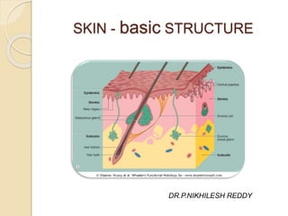 SKIN - basic STRUCTURE
DR.P.NIKHILESH REDDY
 